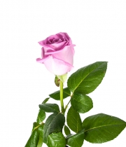 Изображение товара Троянда Аква (Aqua) висота 40 см